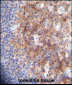 MARCO Antibody (N-term)